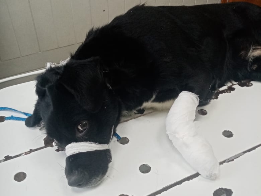 Ветеринары Могочинской ветеринарной станции спасли лапу собаке